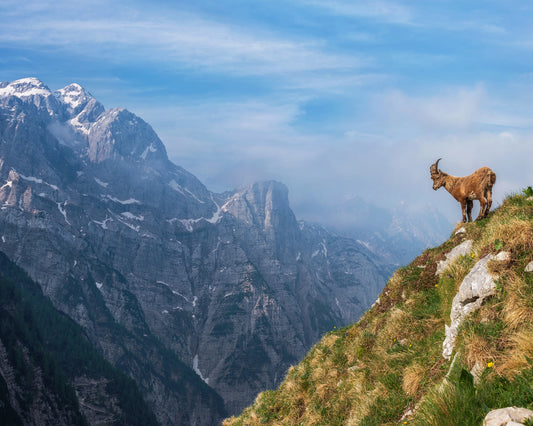 Alpine Ibex In The Mountains