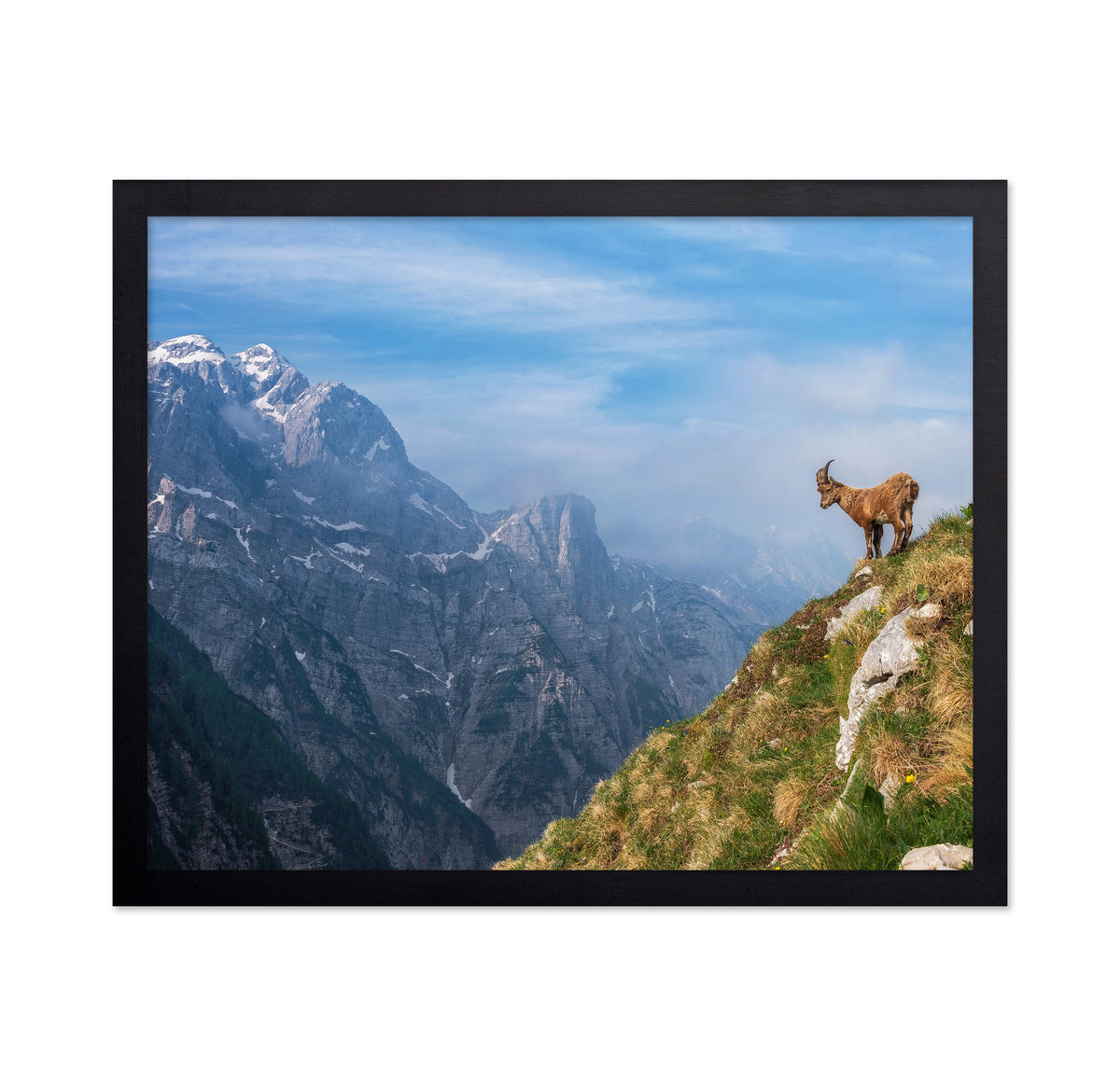 Alpine Ibex In The Mountains
