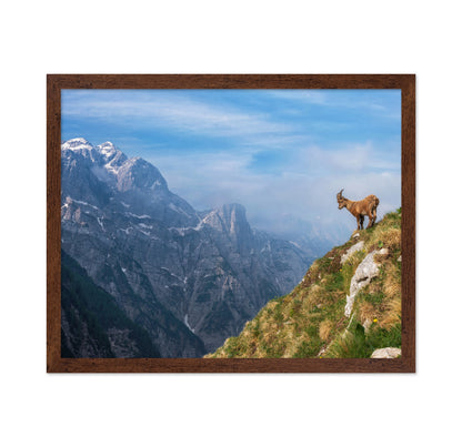 Alpine Ibex In The Mountains