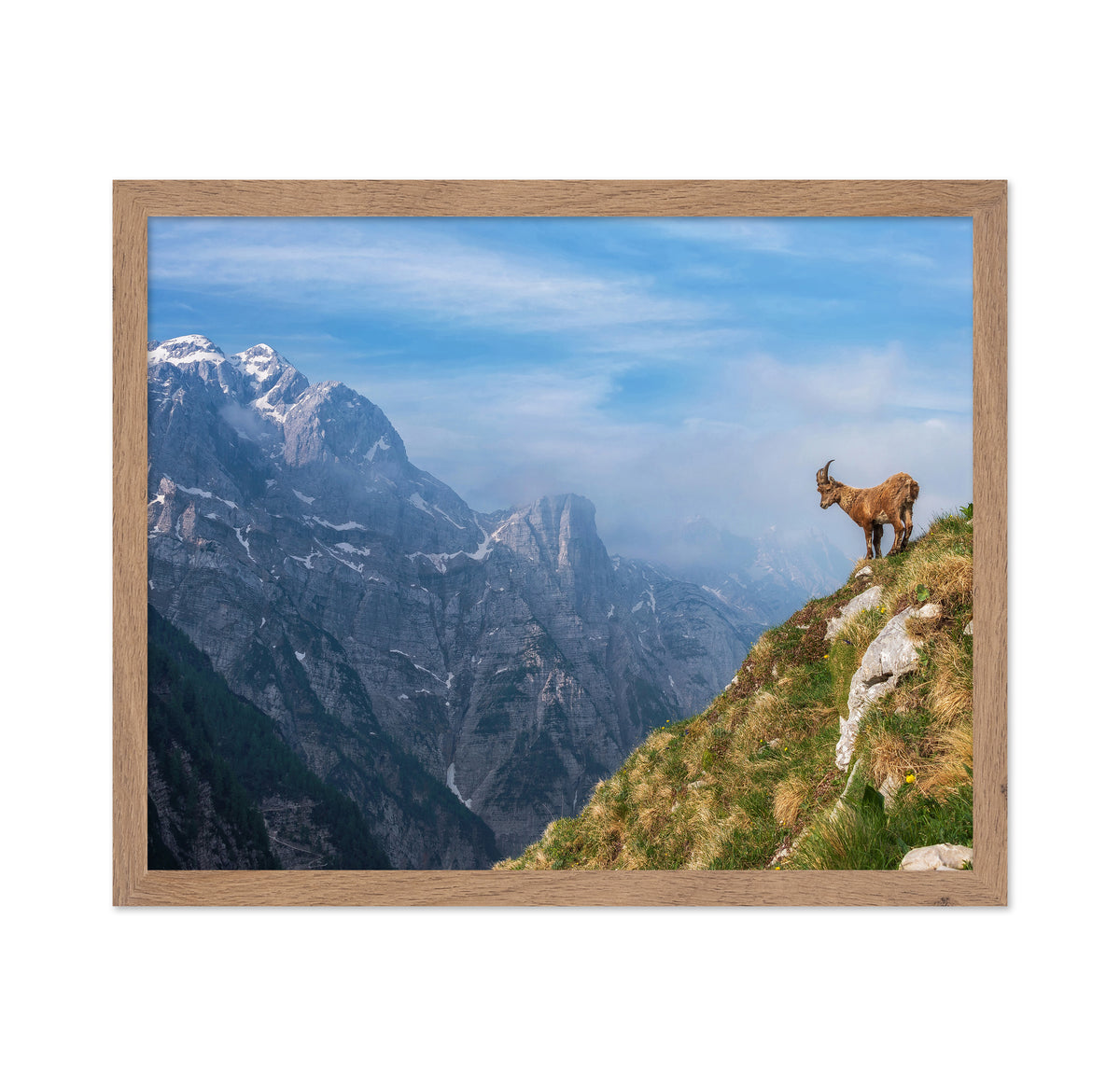 Alpine Ibex In The Mountains