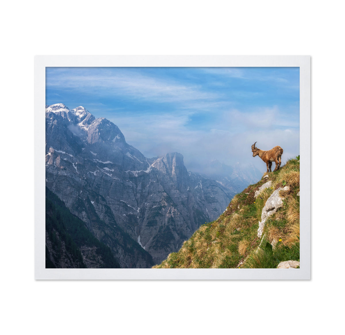 Alpine Ibex In The Mountains
