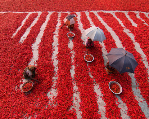 Red Chilies Pickers