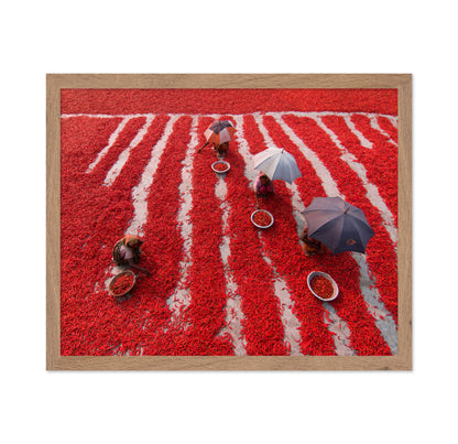 Red Chilies Pickers