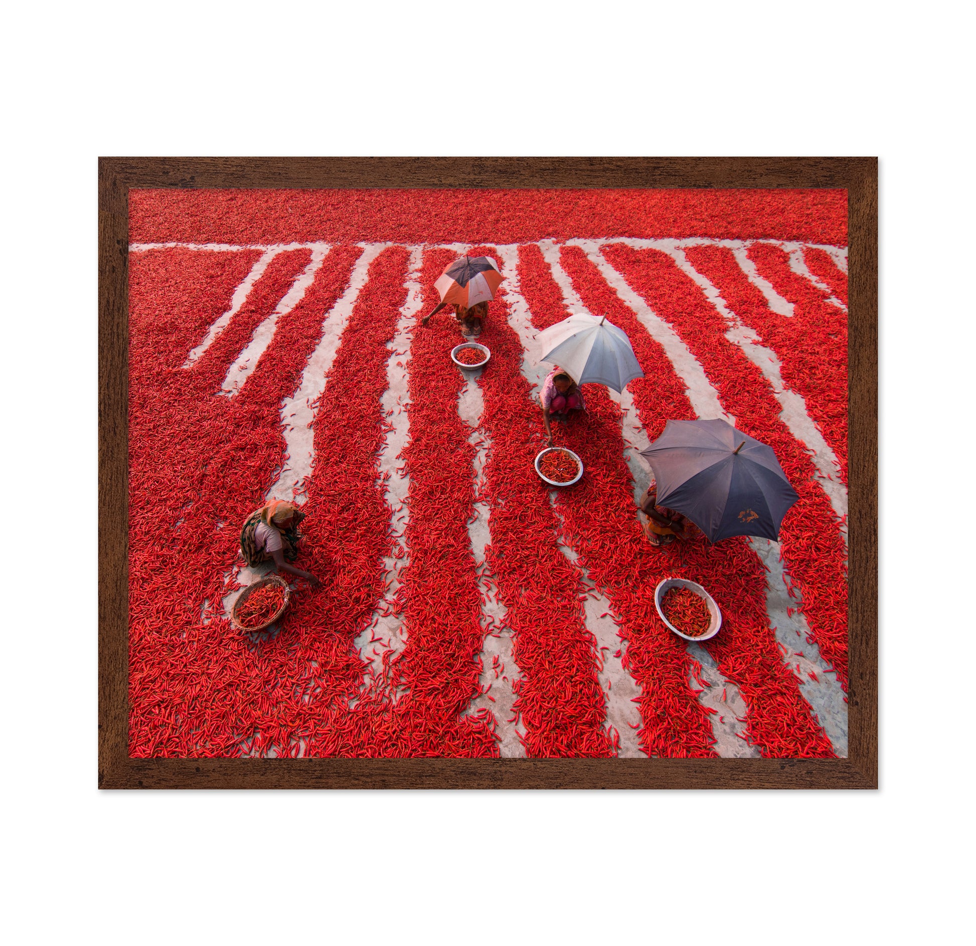 Red Chilies Pickers