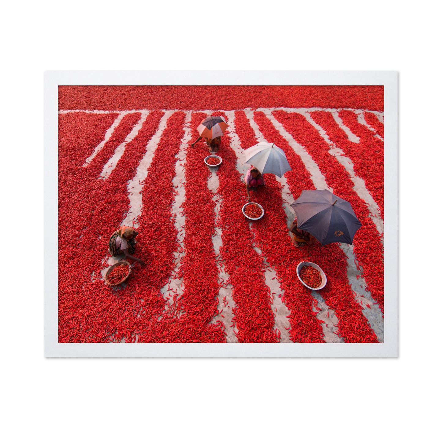 Red Chilies Pickers