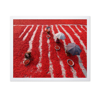 Red Chilies Pickers
