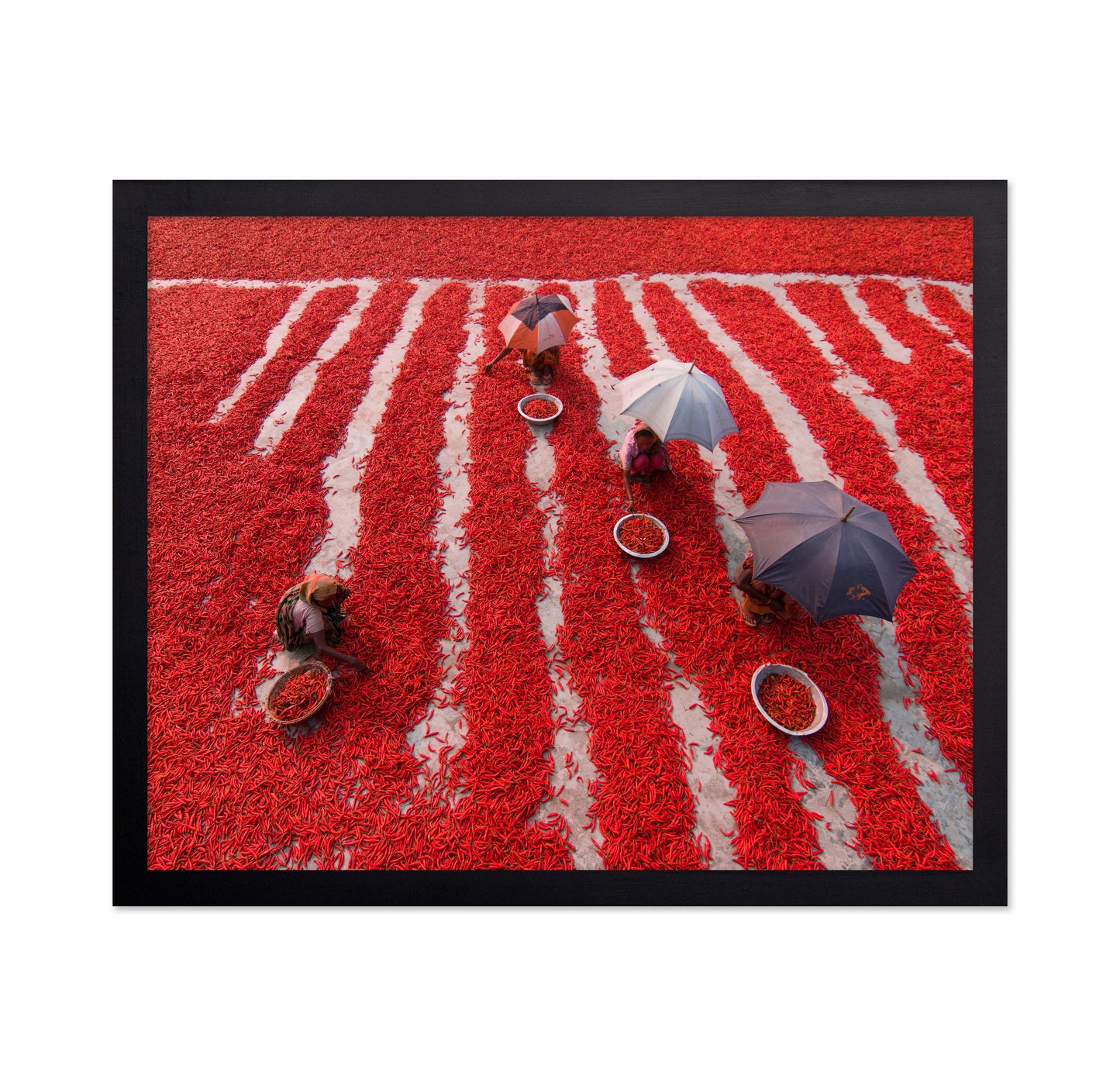 Red Chilies Pickers