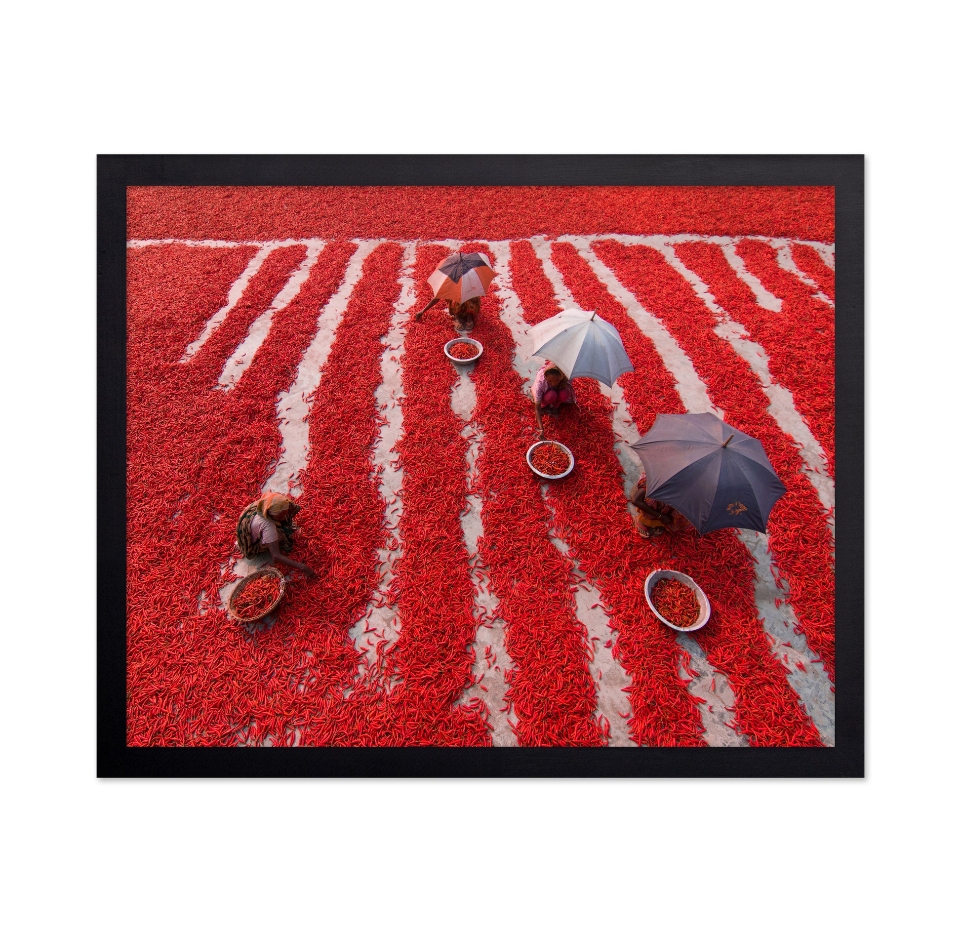 Red Chilies Pickers