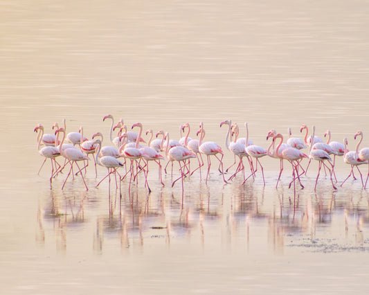 Marching Pinks