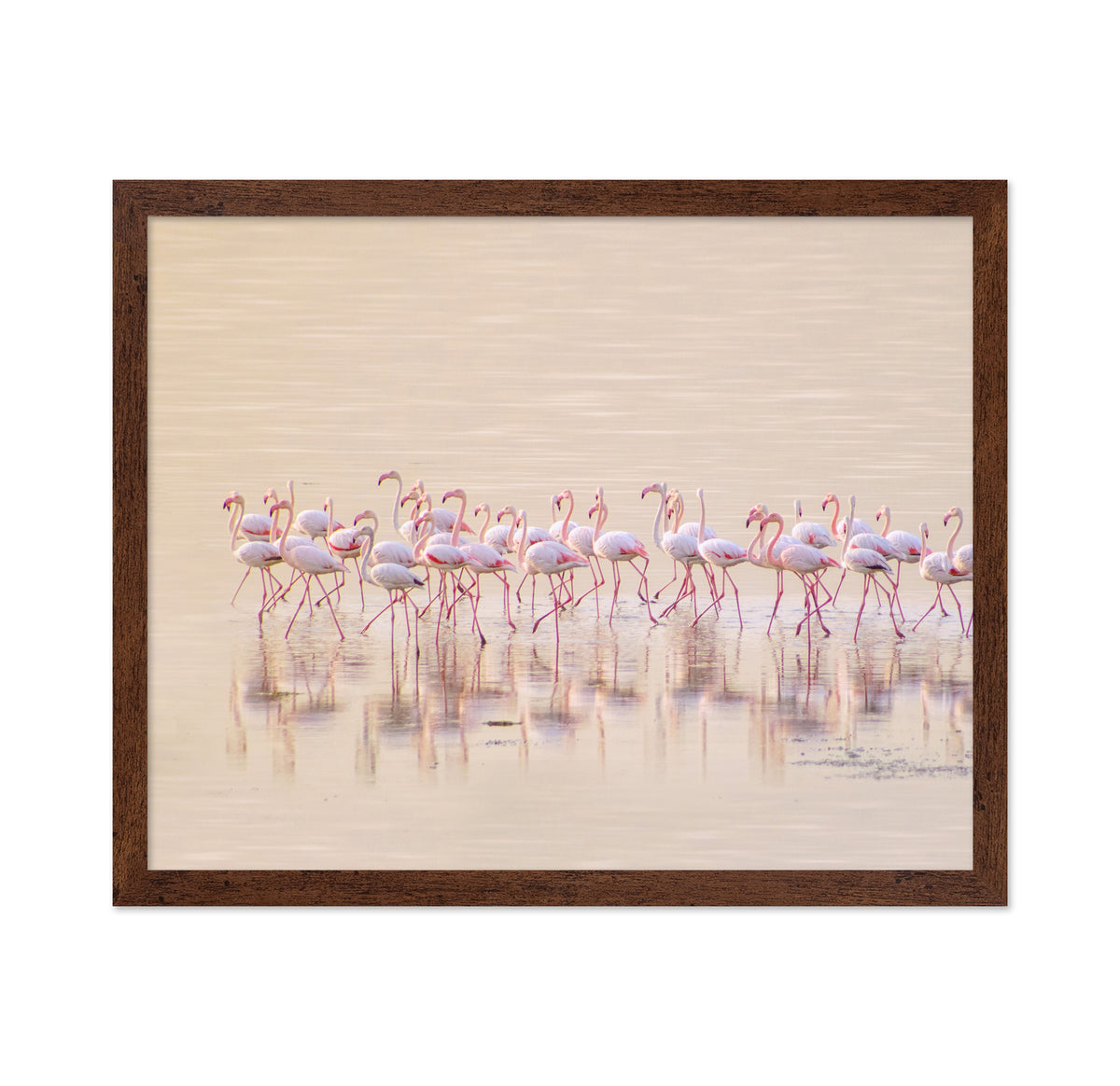 Marching Pinks