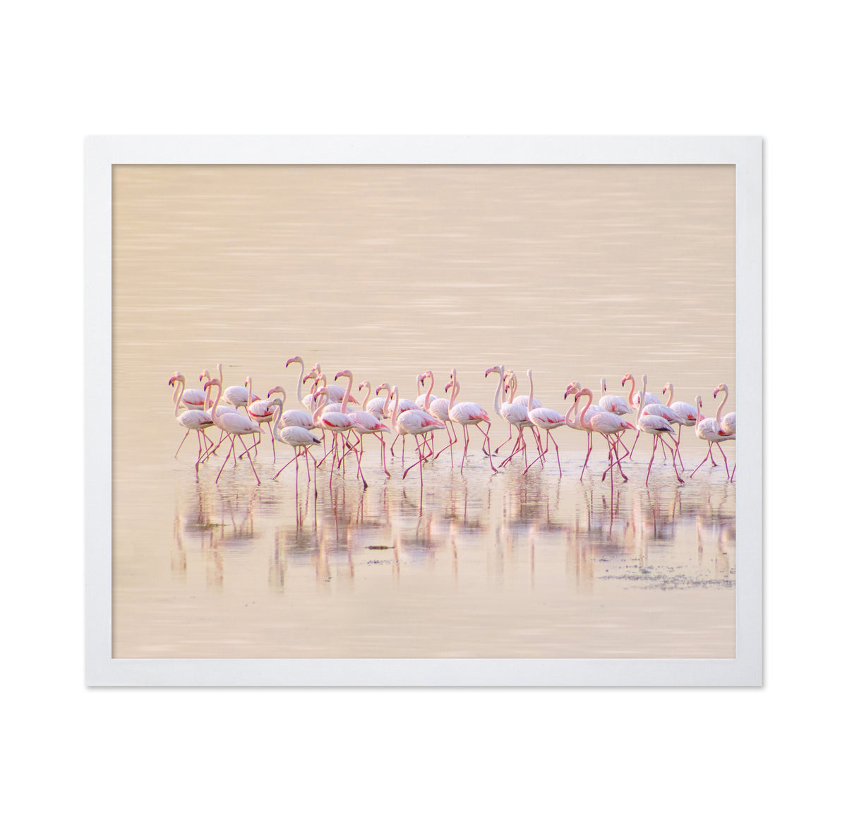 Marching Pinks