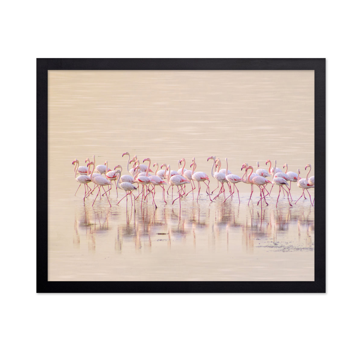 Marching Pinks