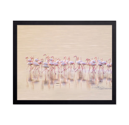 Marching Pinks