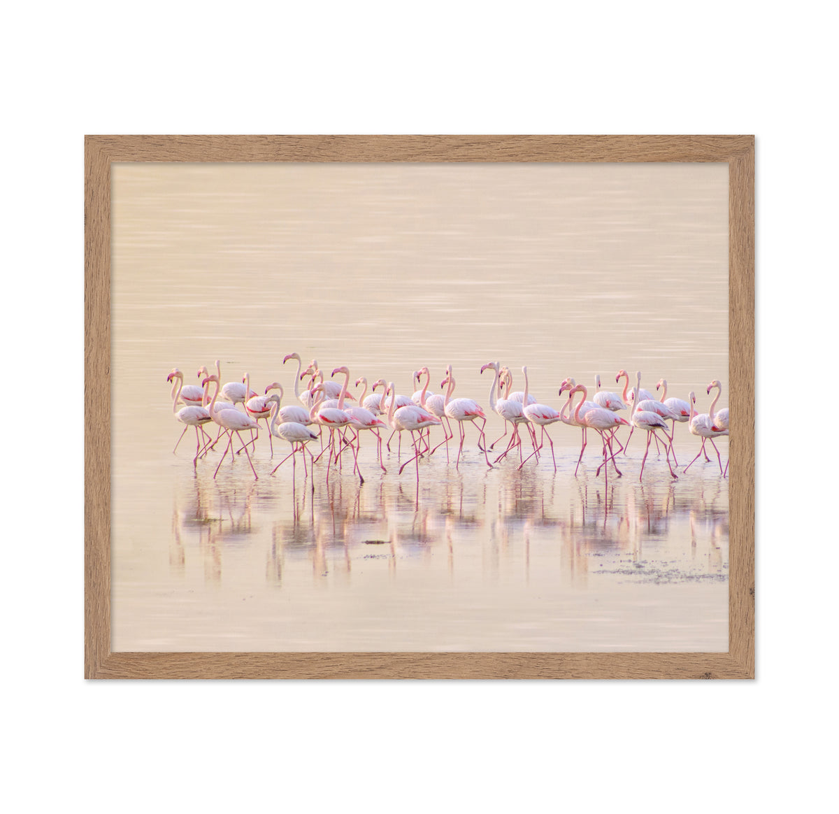 Marching Pinks