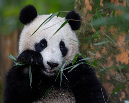 Bamboo Time