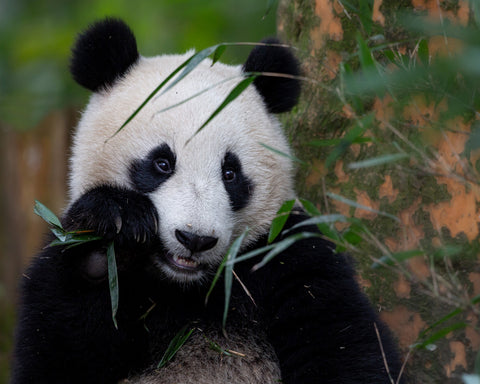 Bamboo Time