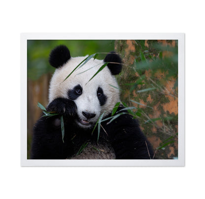 Bamboo Time