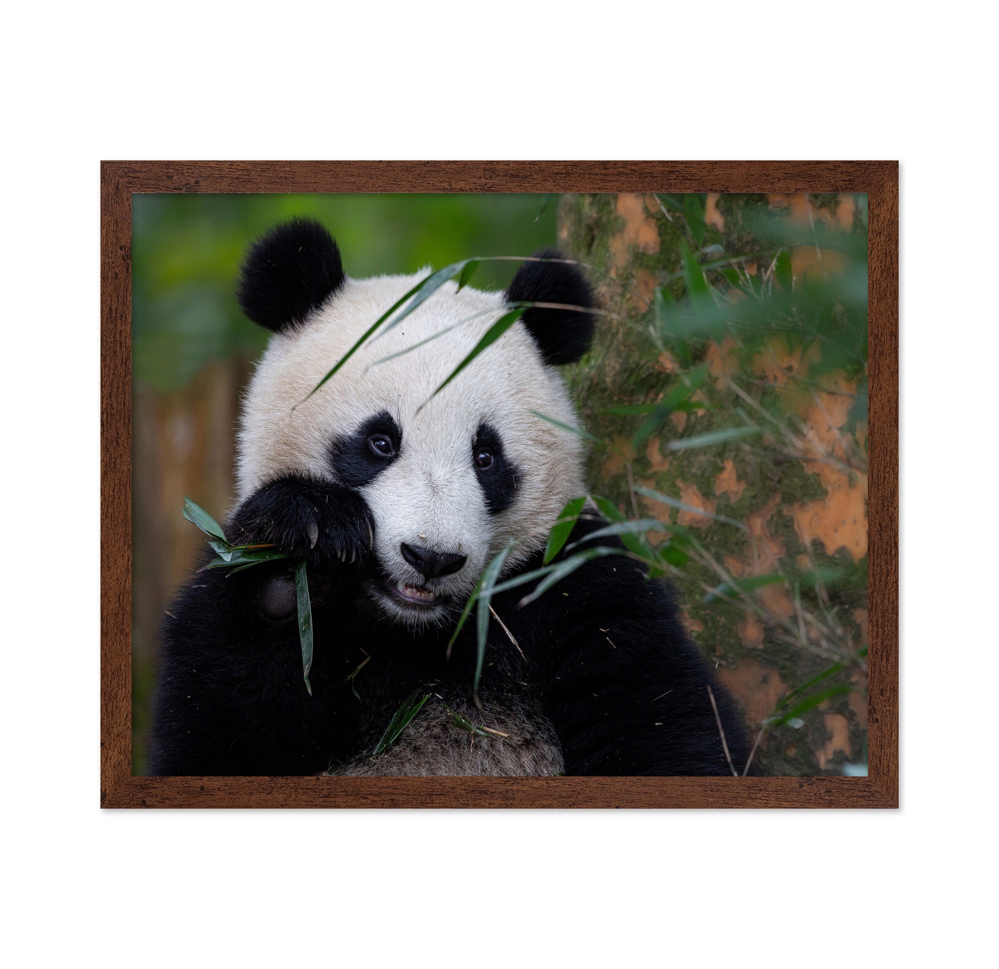 Bamboo Time