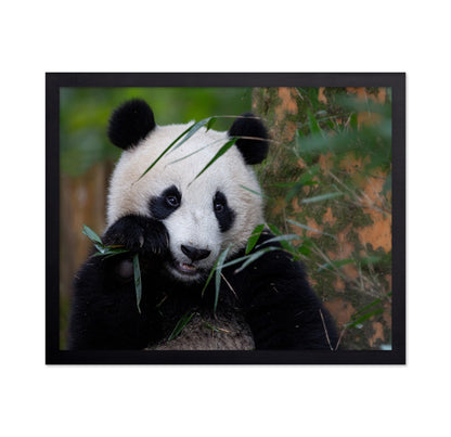 Bamboo Time