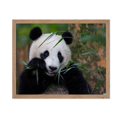 Bamboo Time