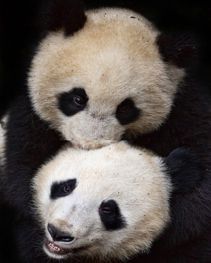 Panda Hug