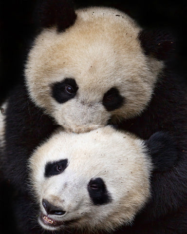 Panda Hug