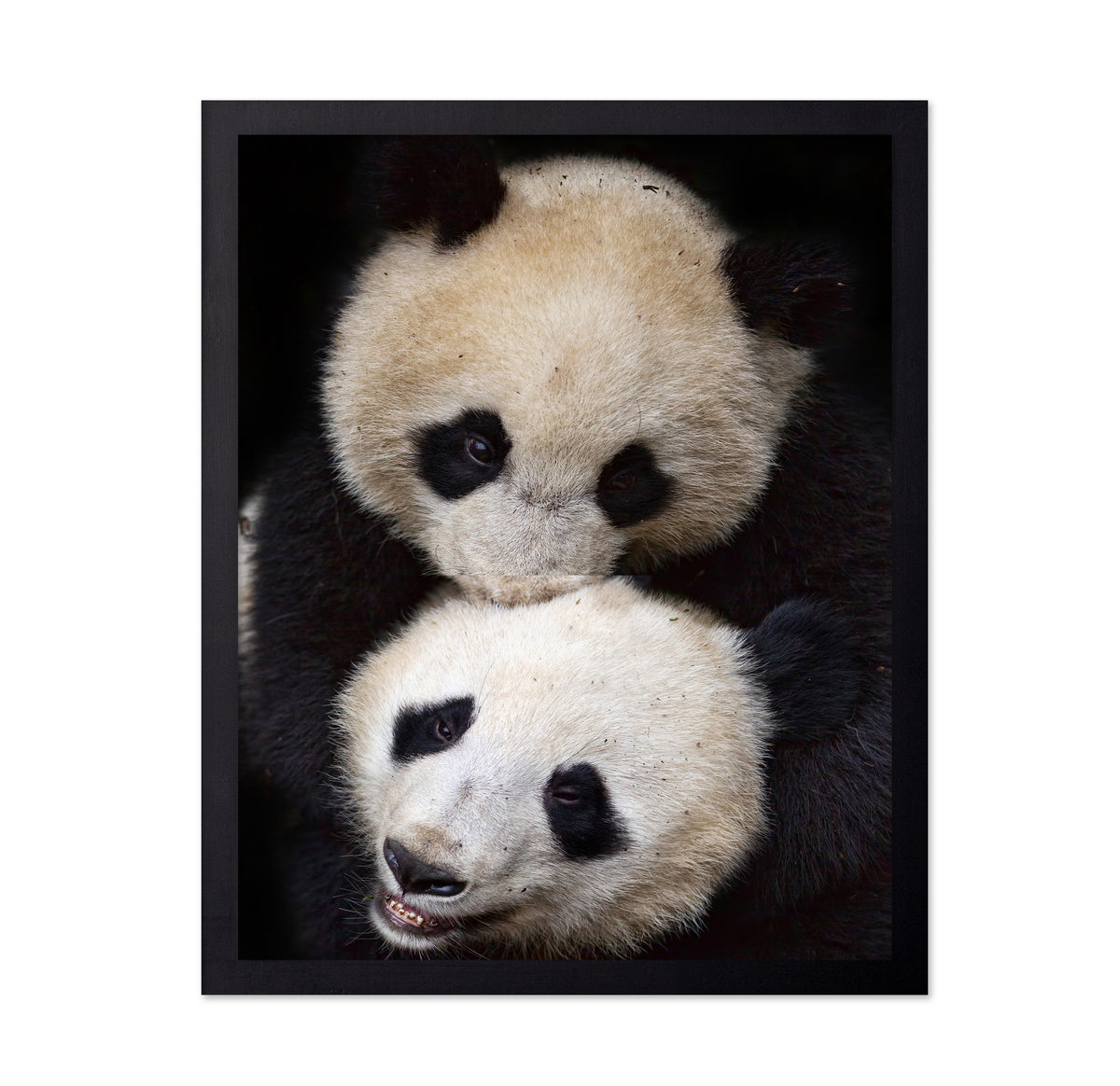 Panda Hug
