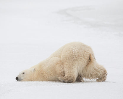 Sliding Bear