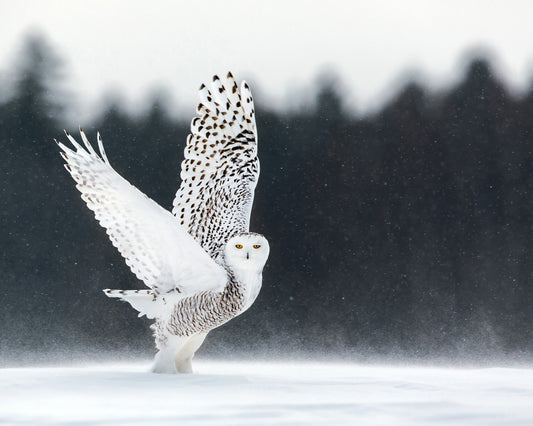 Eye of the Tundra