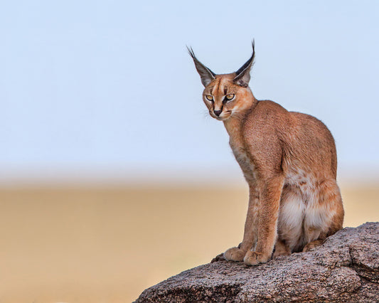 Caracal On Mars