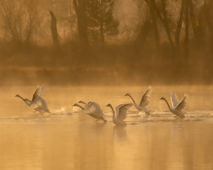 Morning Swan Lake