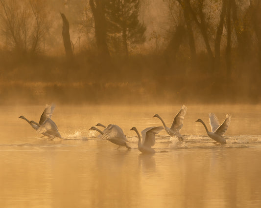 Morning Swan Lake
