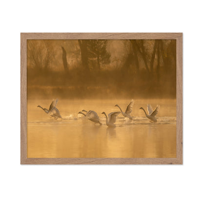 Morning Swan Lake