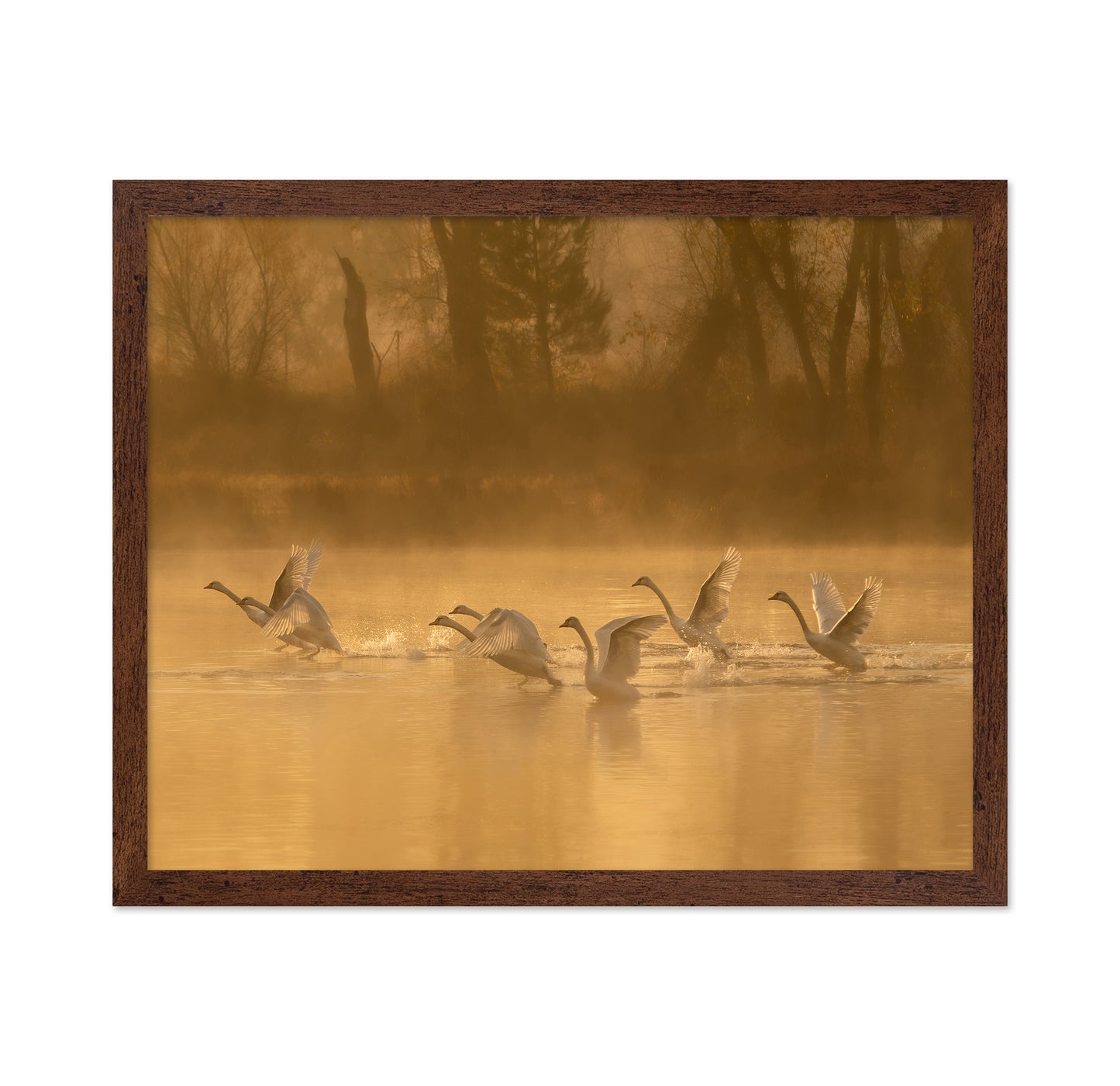 Morning Swan Lake