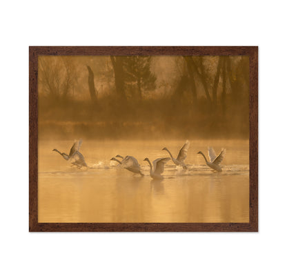 Morning Swan Lake