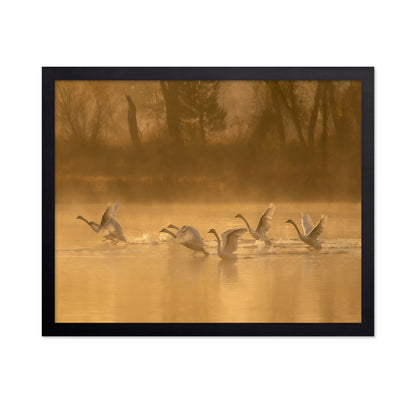 Morning Swan Lake