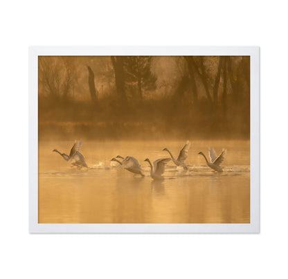 Morning Swan Lake
