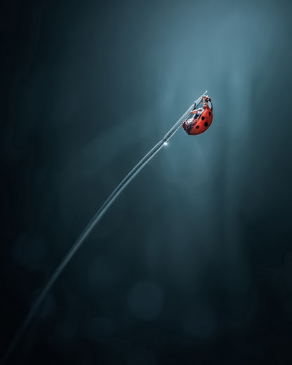Pole Vault