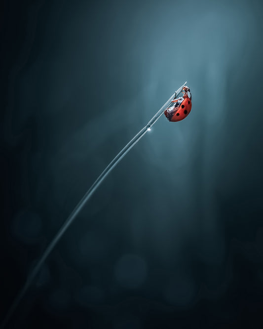 Pole Vault