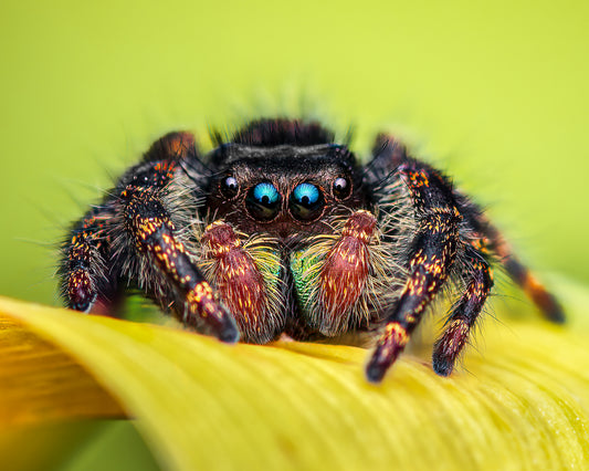 Crouching Tiger