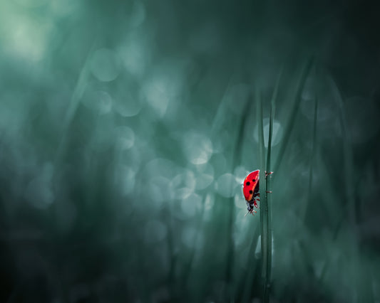 Silent Climber