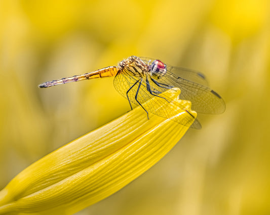 Perched