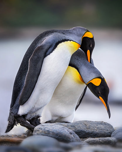 Expression of Love