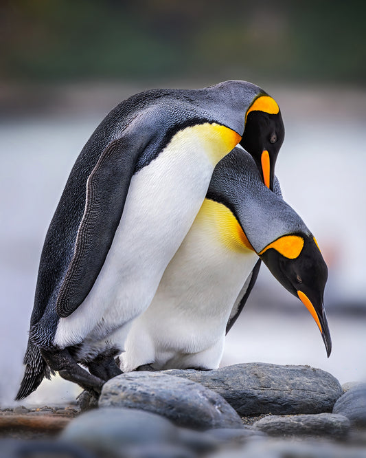 Expression of Love