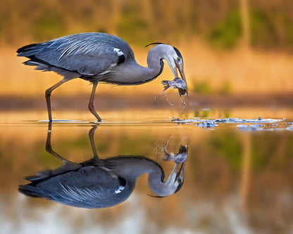 Breakfast At Dawn