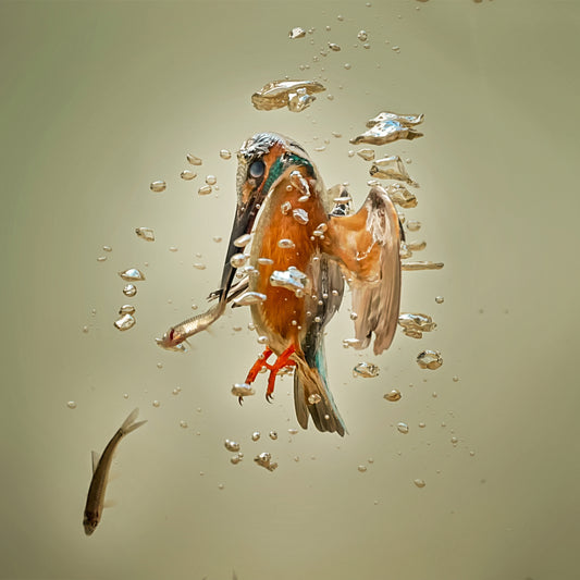 The Free Diver