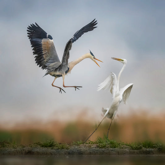 Territorial Conflict