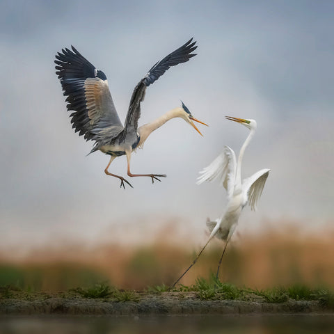 Territorial Conflict