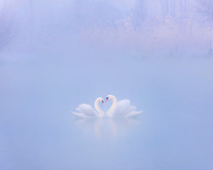 Falling in Love in the Morning Fog