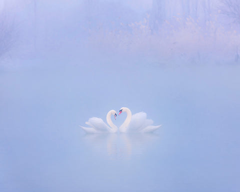 Falling in Love in the Morning Fog